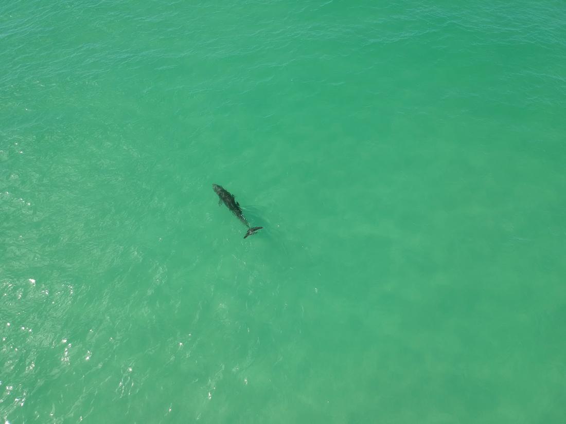 Ein Delfin im klaren Wasser vor der Küste